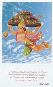 ayuveda image